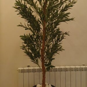 درختچه زیتون (SP024)